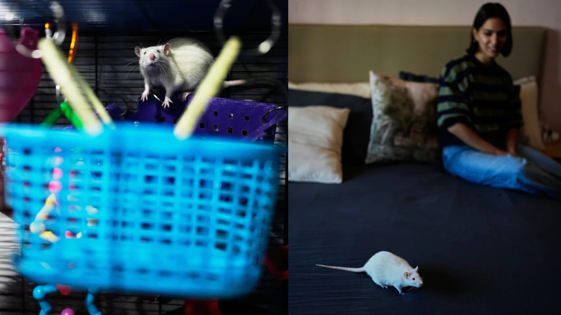 En medio de alerta por hantavirus, en Argentina promueven adopción de ratas de laboratorio