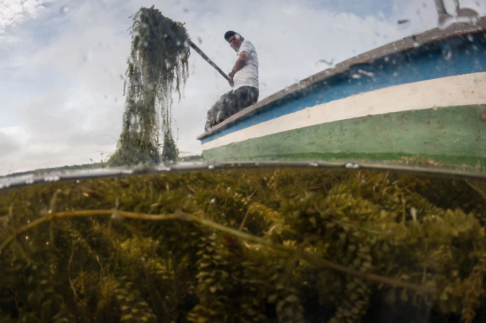 Planta invasora amenaza medios de vida en el mayor humedal costero de Colombia