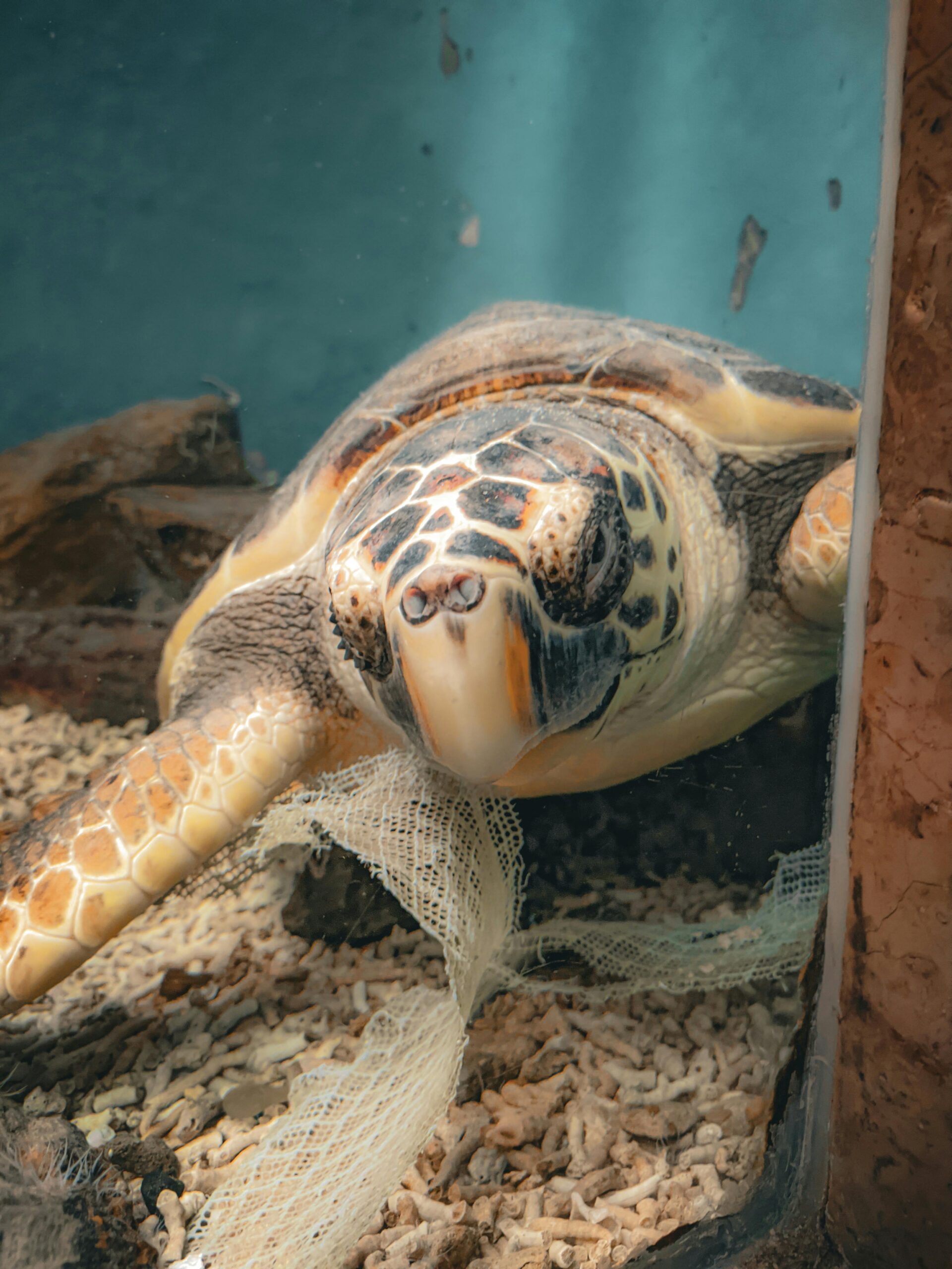 Hoy es el Día Mundial de la Tortuga: ¿qué debes saber de ellas?