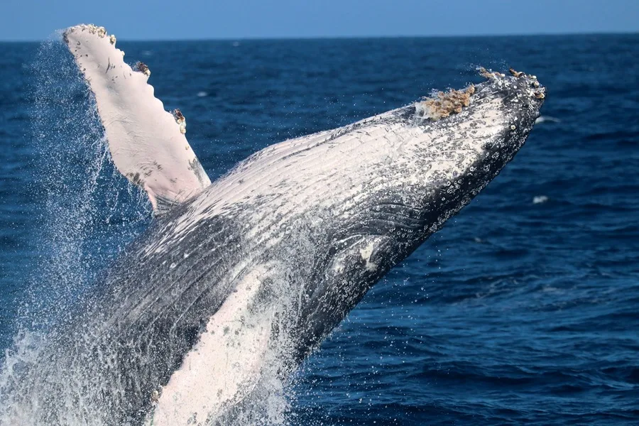 Registran récord de viaje de dos ballenas jorobadas entre Australia y Brasil