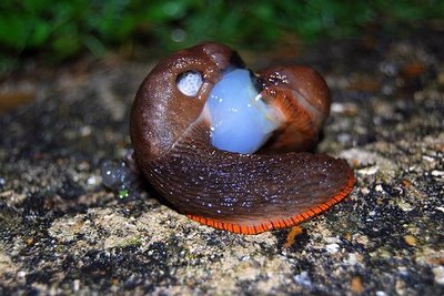 Medio Ambiente prohíbe sacar y vender conchas de caracol pertenecientes a la clase Gastrópoda