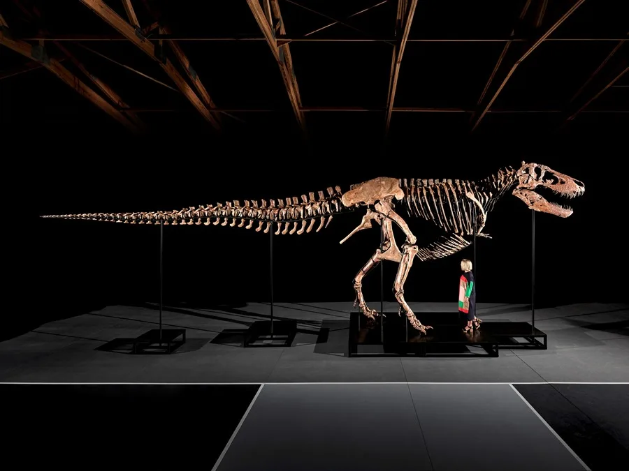 Uno de los Tyrannosaurus rex más grandes y completos hallados saldrá a una subasta por hasta 30 millones de dólares