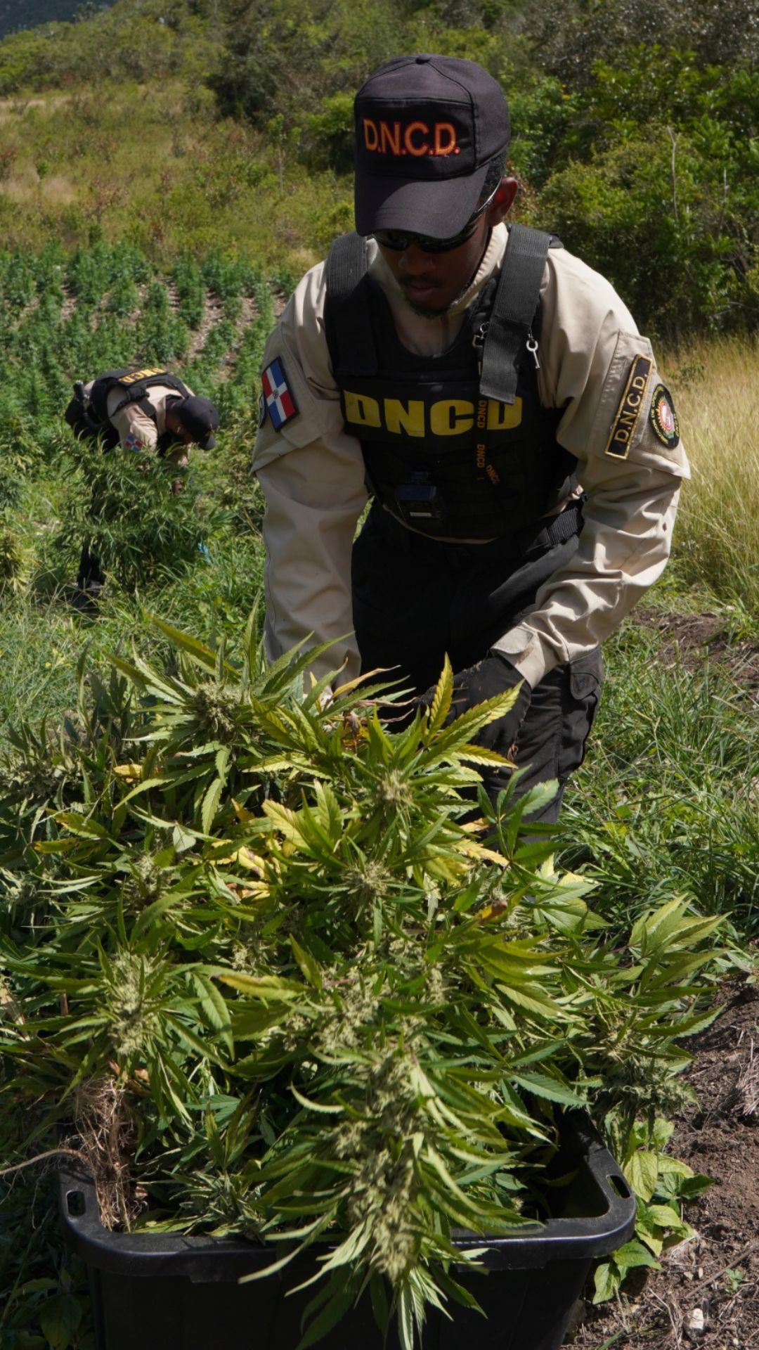 DNCD desmantela plantación con más de 3,000 matas de marihuana en San José de Ocoa