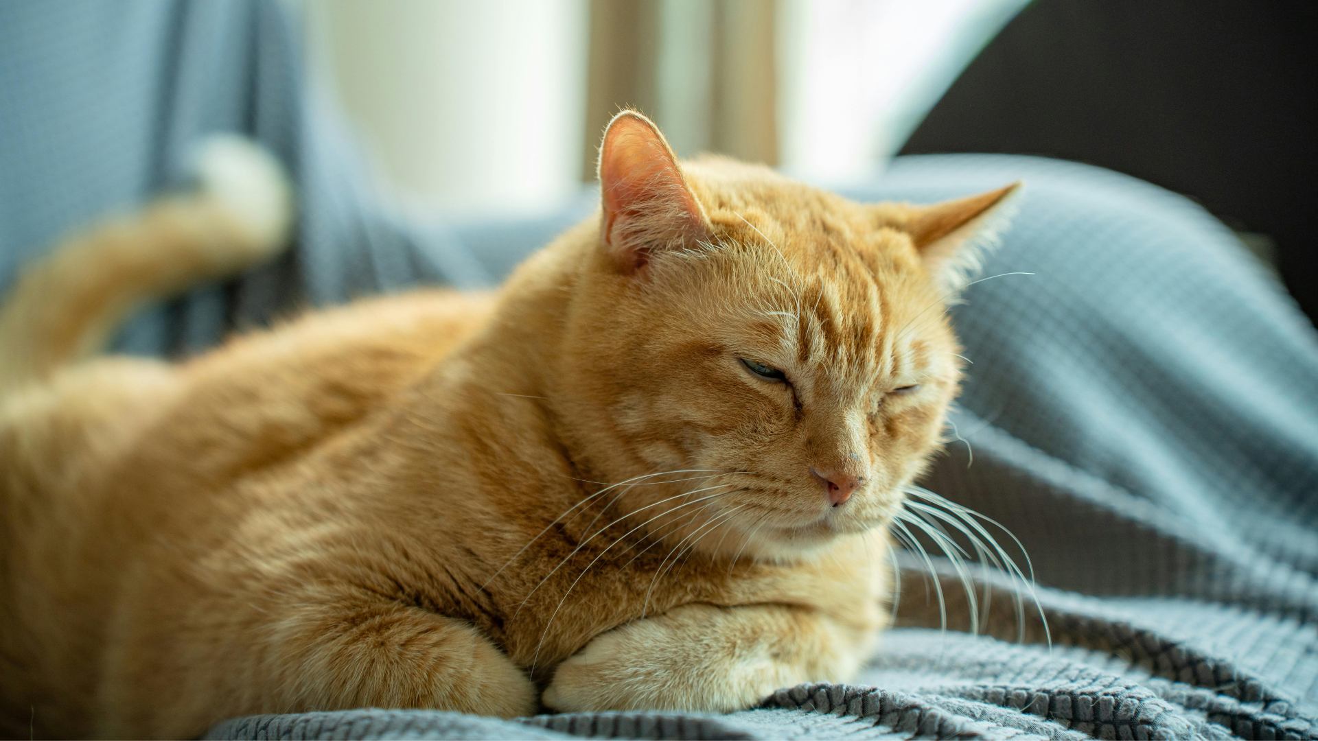 Rescatan cerca de 400 gatos que serían vendidos para consumo humano en Vietnam