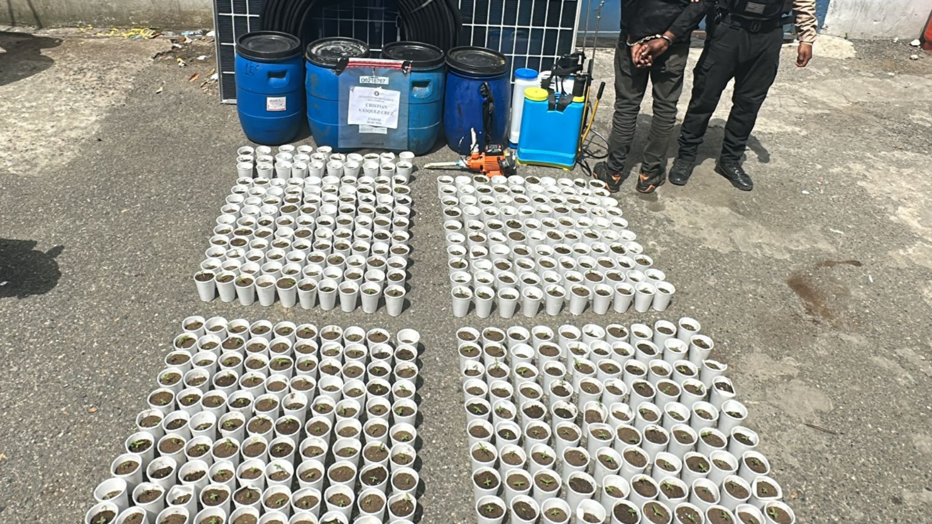 Hallan 421 plantas de presunta marihuana en La Cuaba; un hombre fue detenido