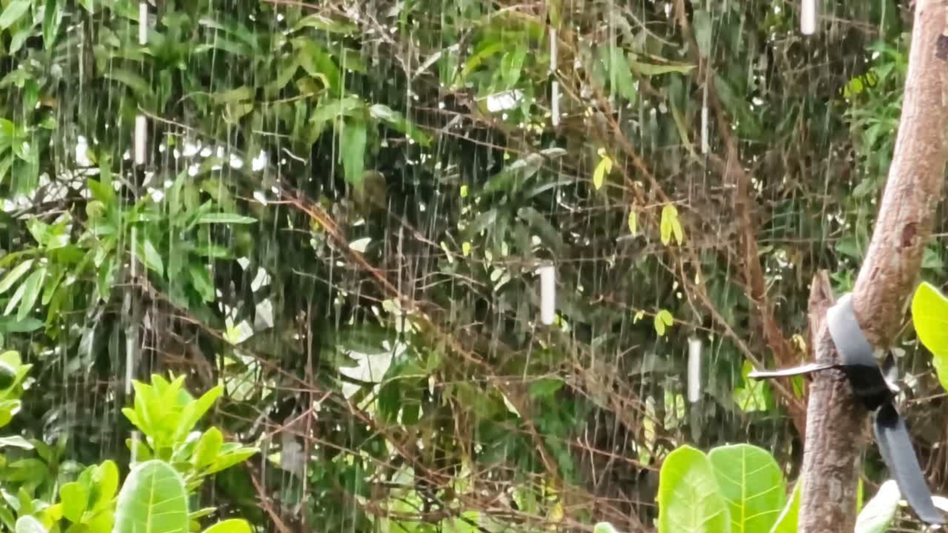 Pronostican fuertes lluvias, tronadas y ráfagas de viento para gran parte del país