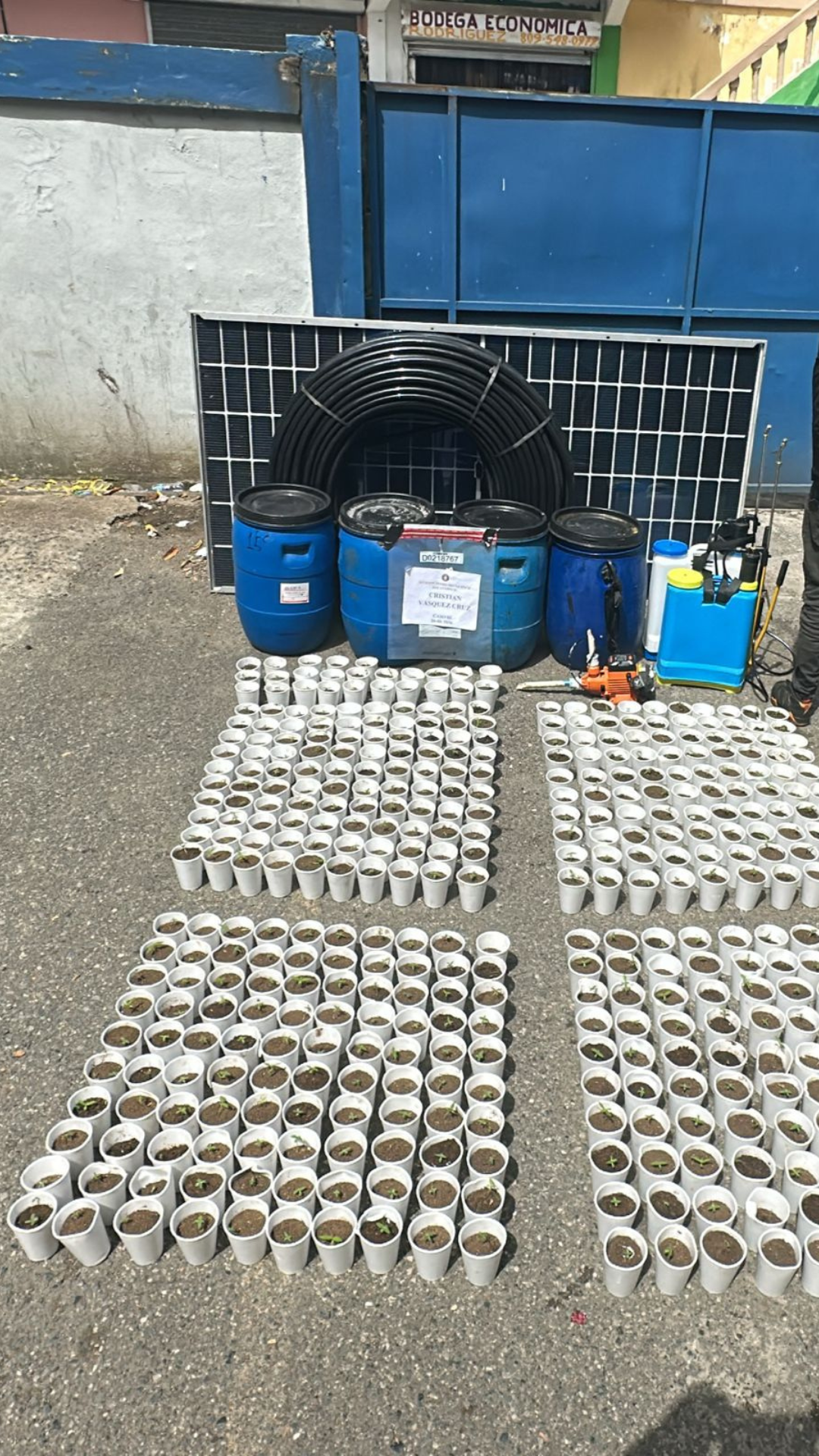 Hallan 421 plantas de presunta marihuana en La Cuaba; un hombre fue detenido