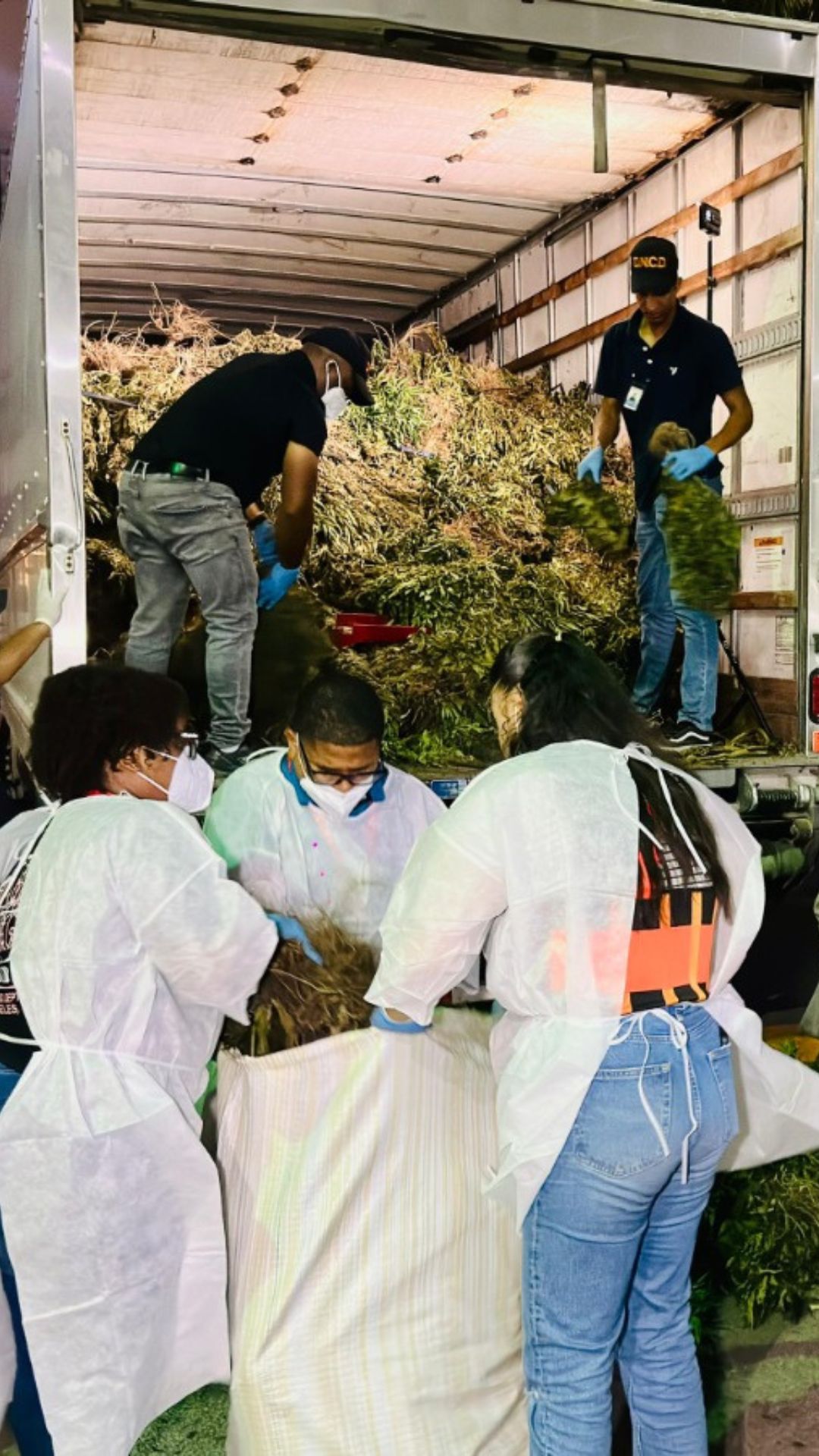 Confirman que segundo cultivo de marihuana desmantelado en Ocoa pesó más de 13,800 libras