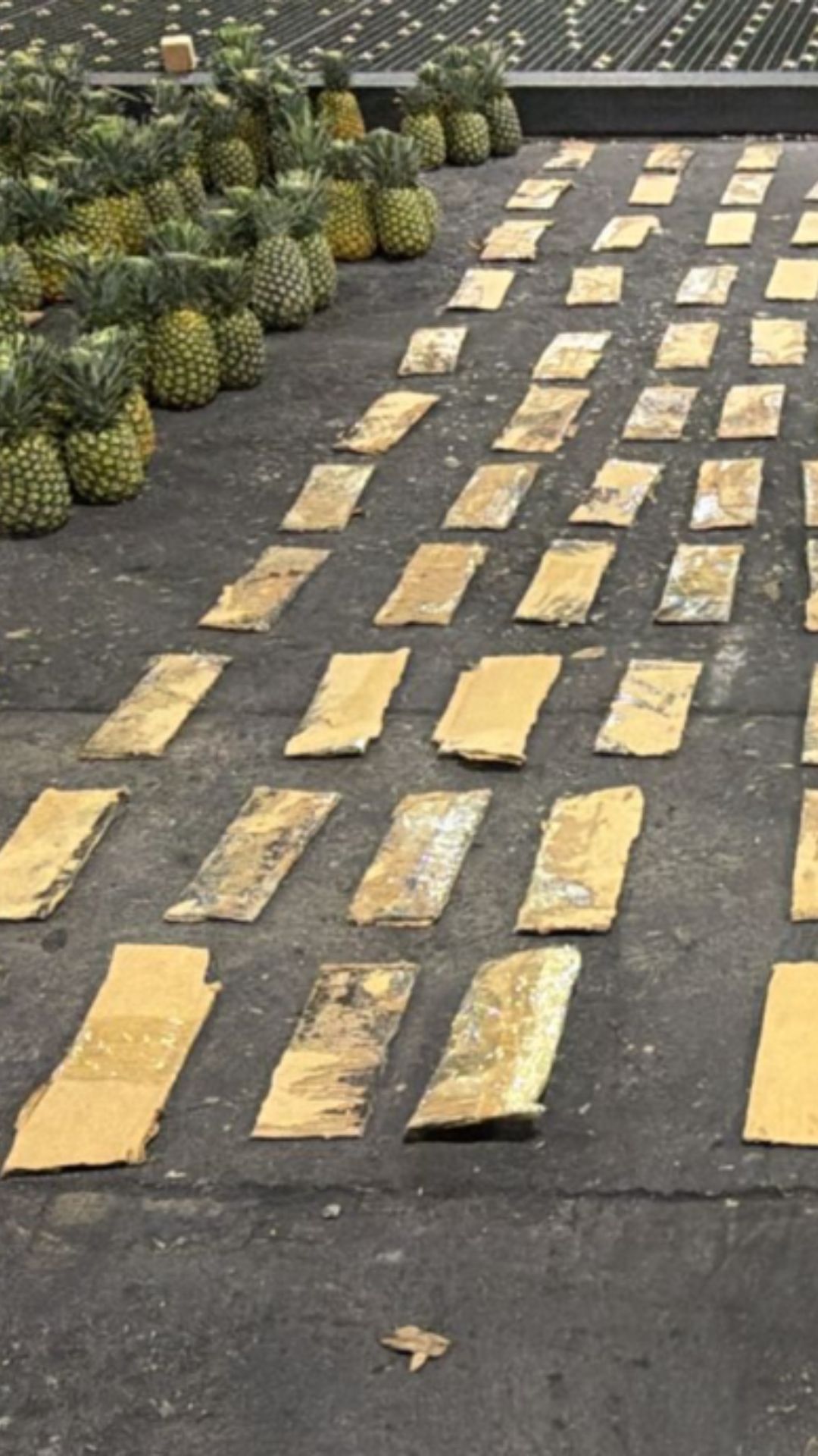 DNCD confirma alijo incautado en el AILA es cocaína y pesa más de 31 kilogramos