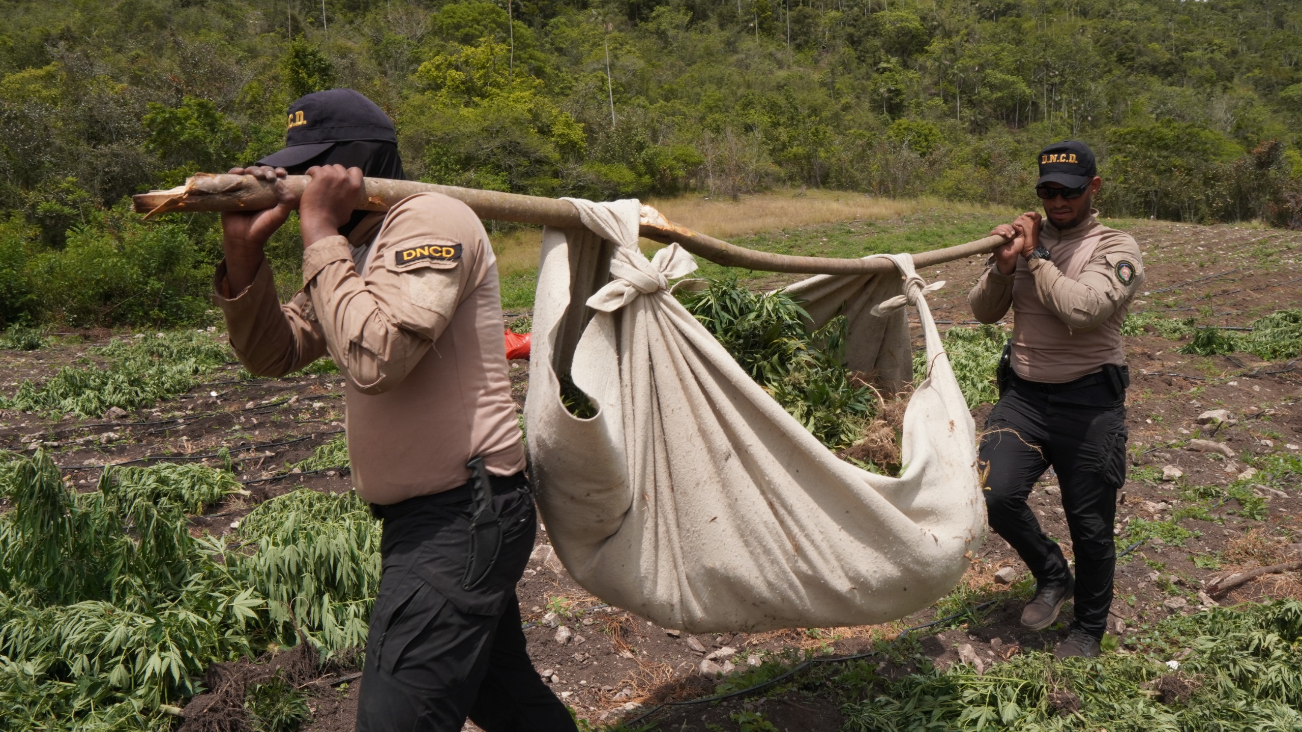 DNCD desmantela plantación con más de 3,000 matas de marihuana en San José de Ocoa