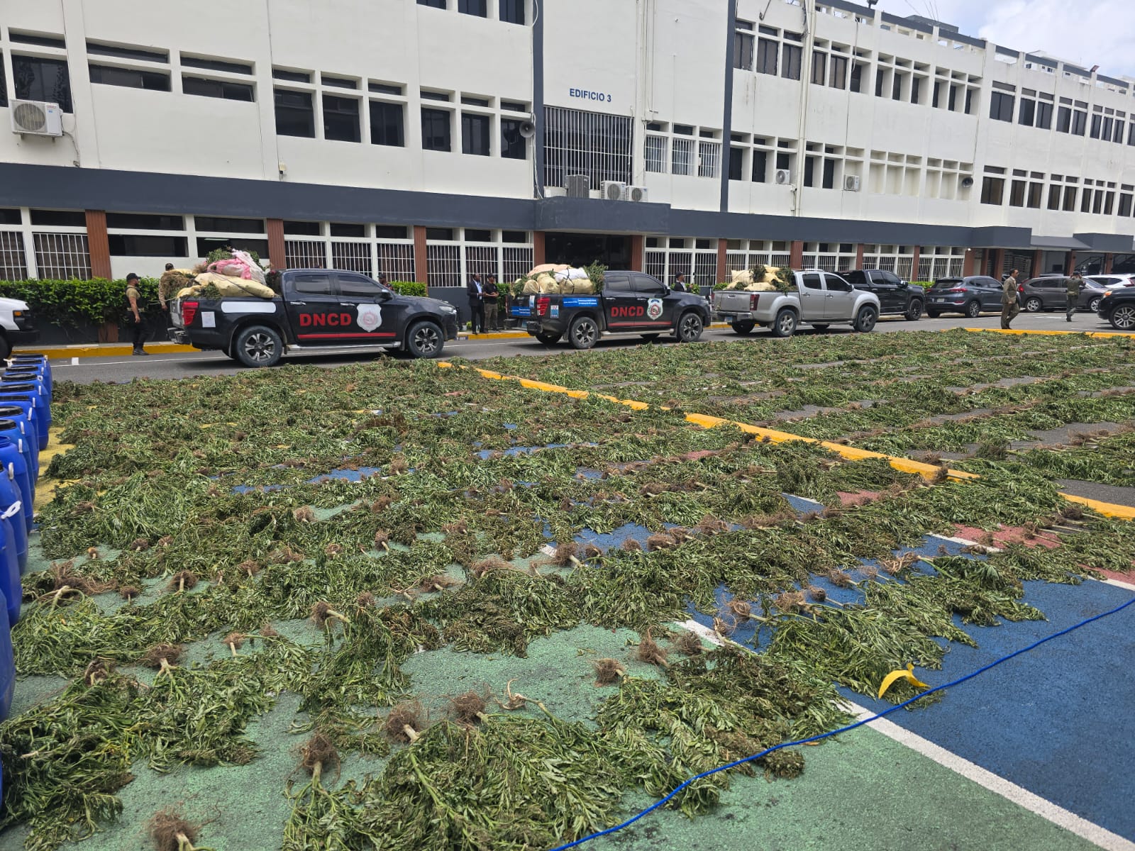Operativo en Ocoa figura entre los mayores decomisos de marihuana registrados en el país