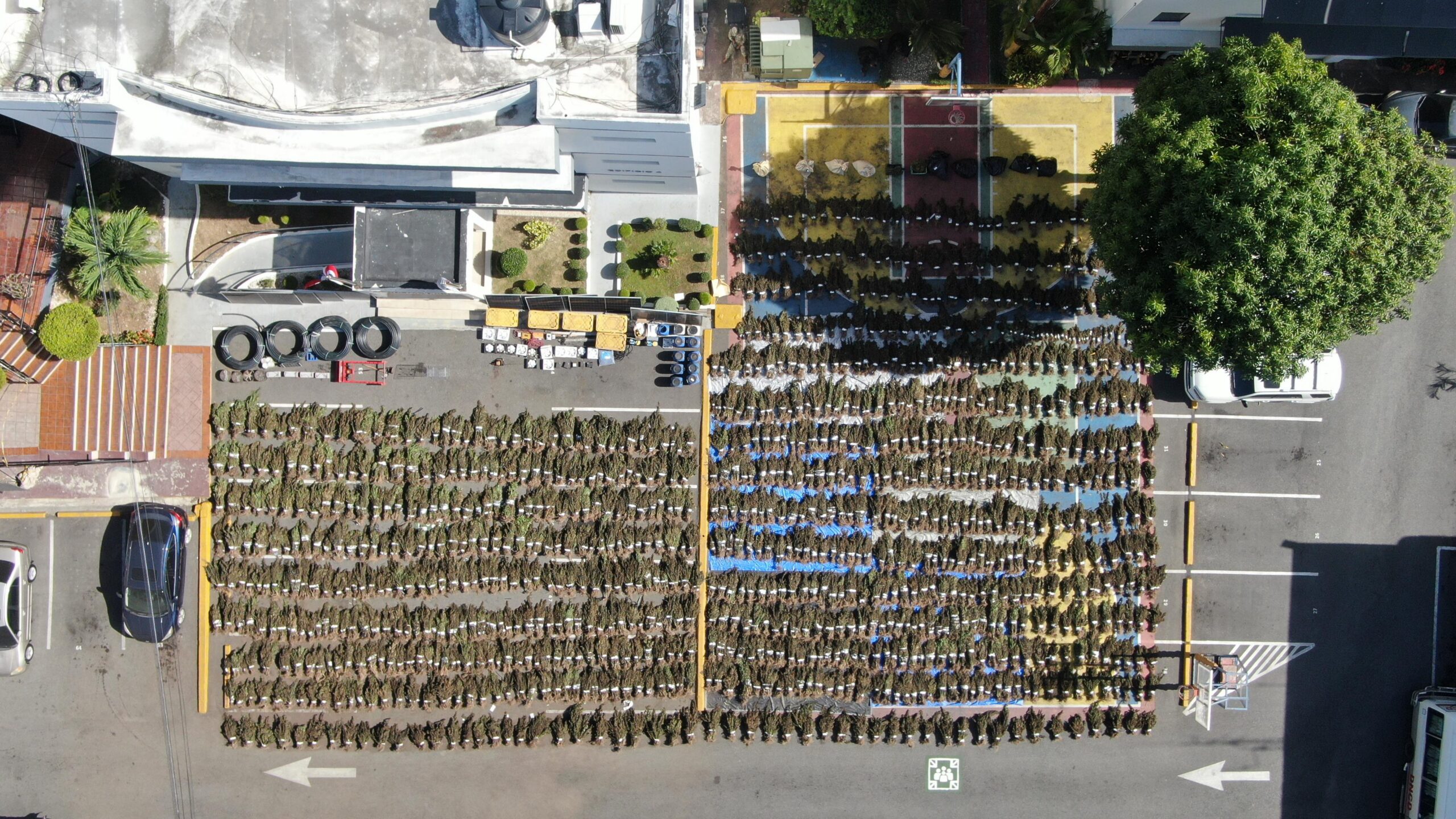 Confirman que segundo cultivo de marihuana desmantelado en Ocoa pesó más de 13,800 libras