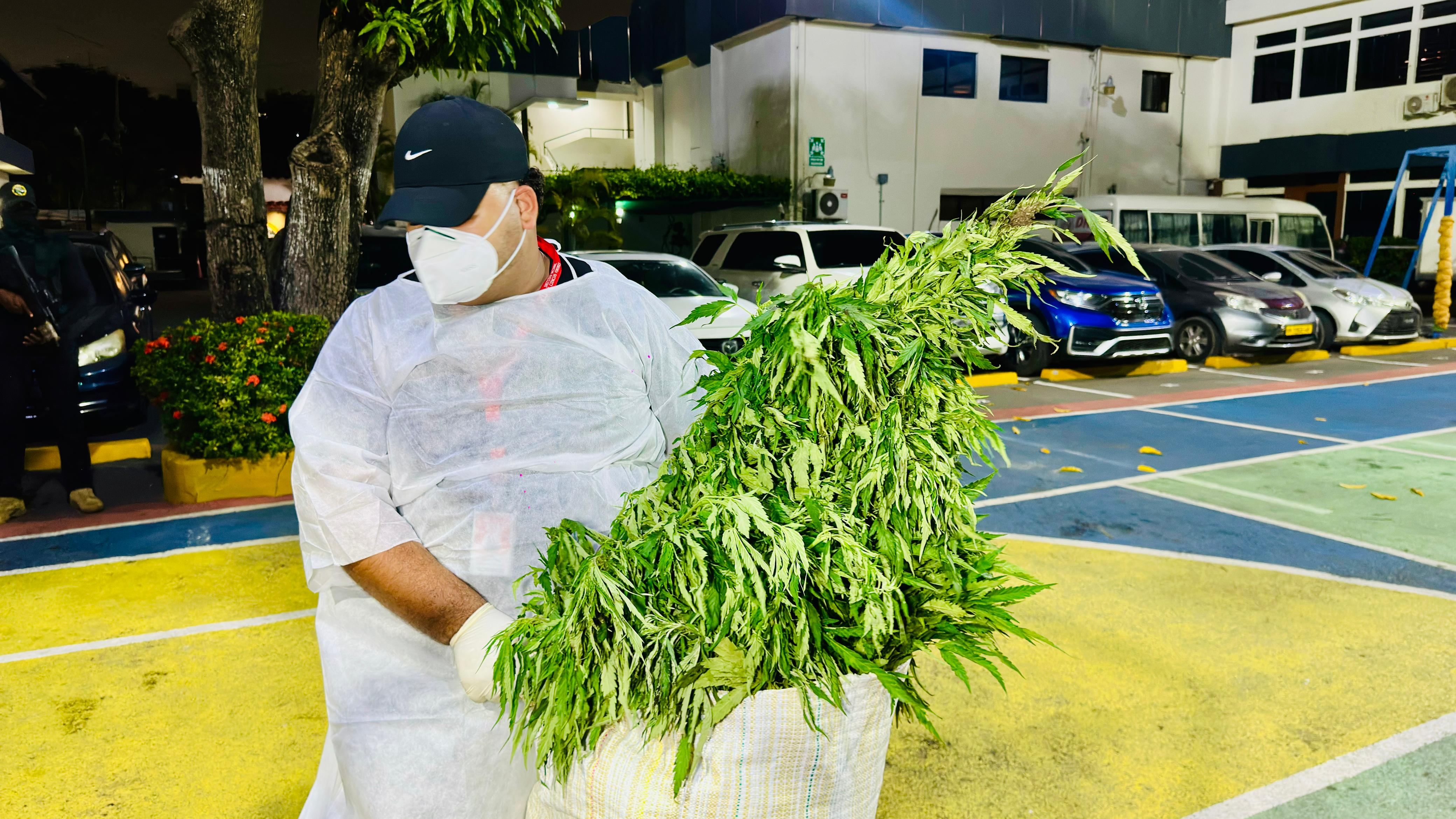 Confirman que segundo cultivo de marihuana desmantelado en Ocoa pesó más de 13,800 libras