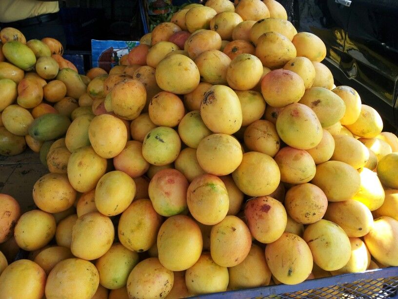 Crisis del mango dominicano: descubre cuánto pierde el país