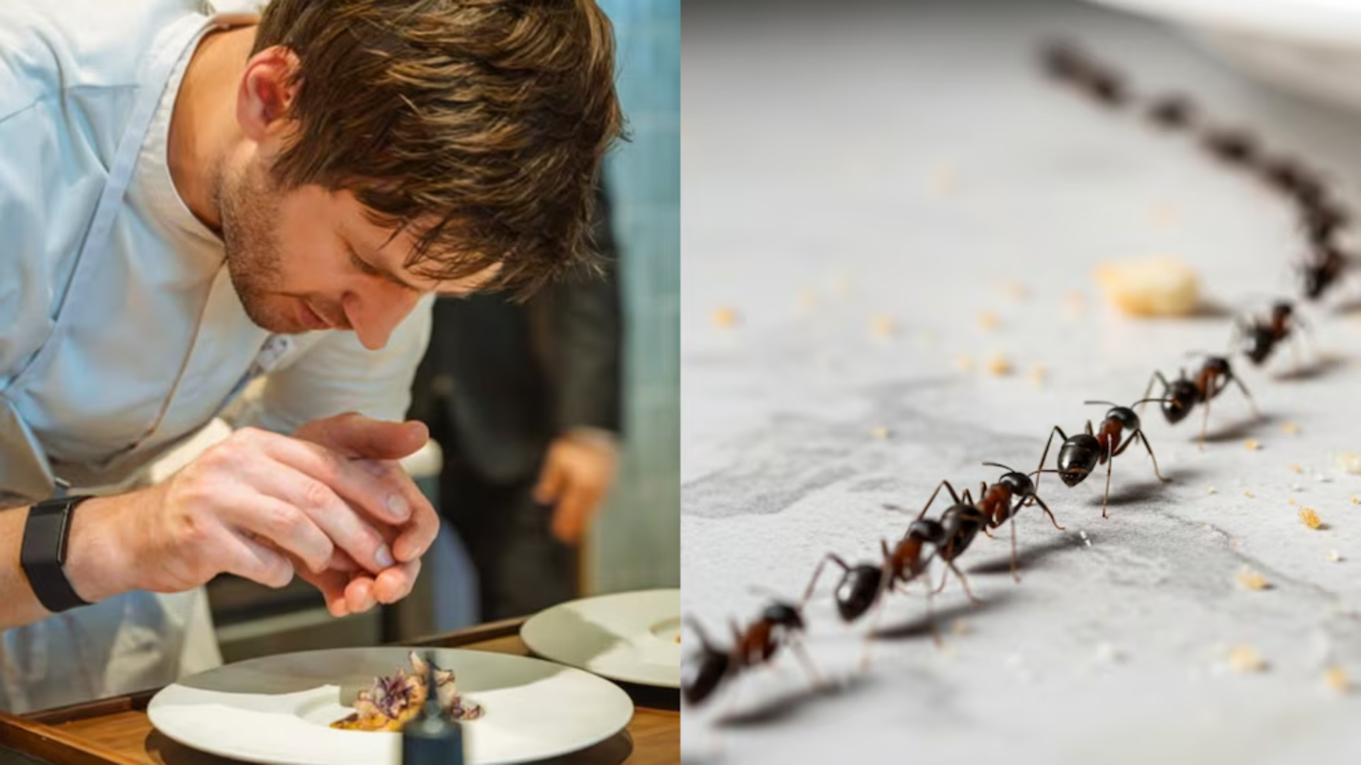 Chef de restaurante Michelin podría recibir un año de cárcel por servir hormigas a sus clientes