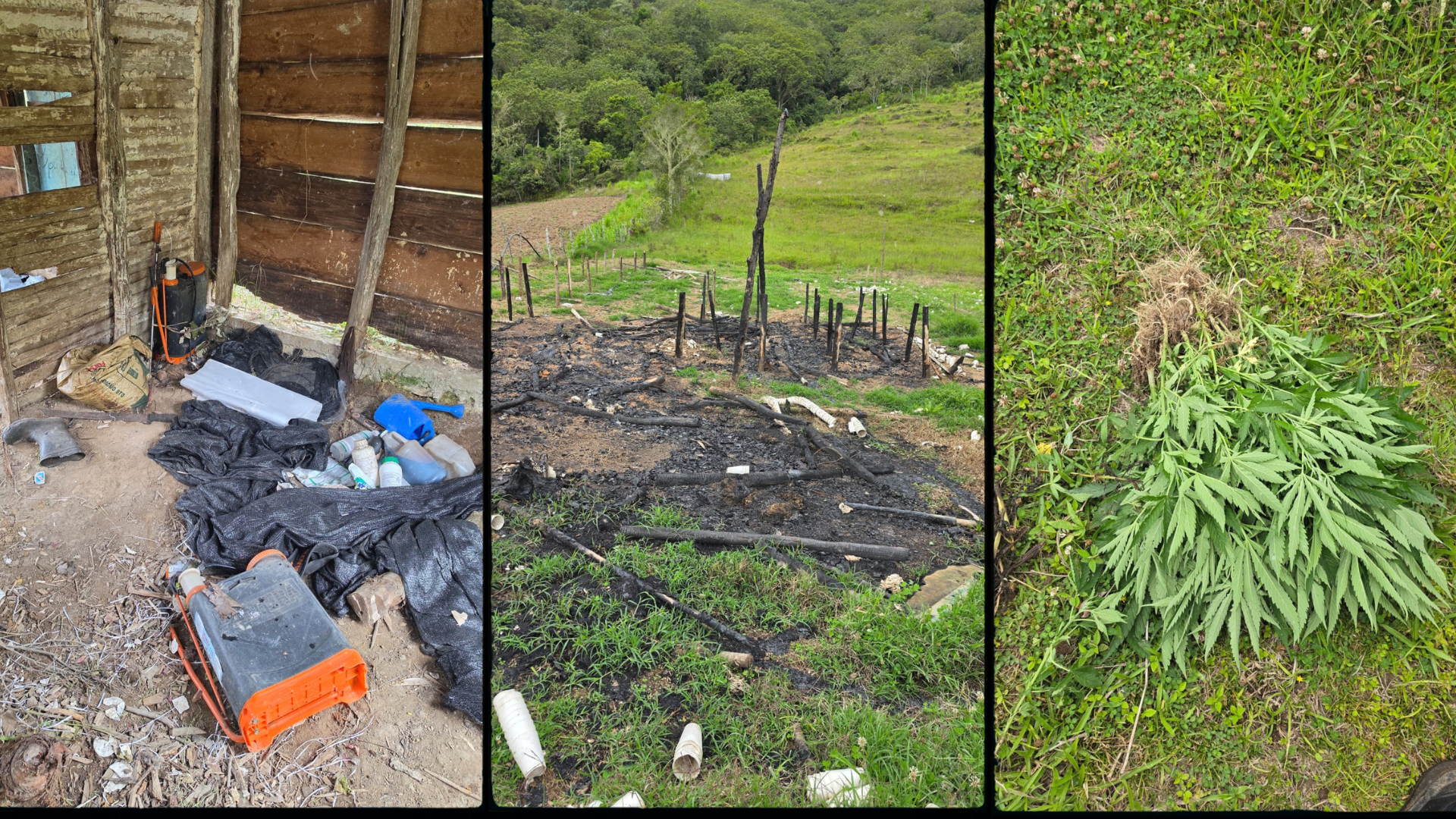 Descubren cultivo de plantas de marihuana en San José de Ocoa