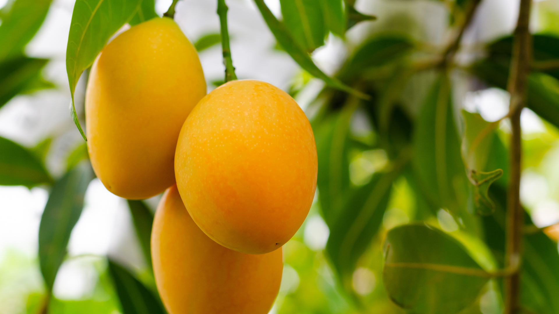 Estas son las medidas tomadas por Agricultura para fortalecer las exportaciones de mango a EE. UU. y Europa