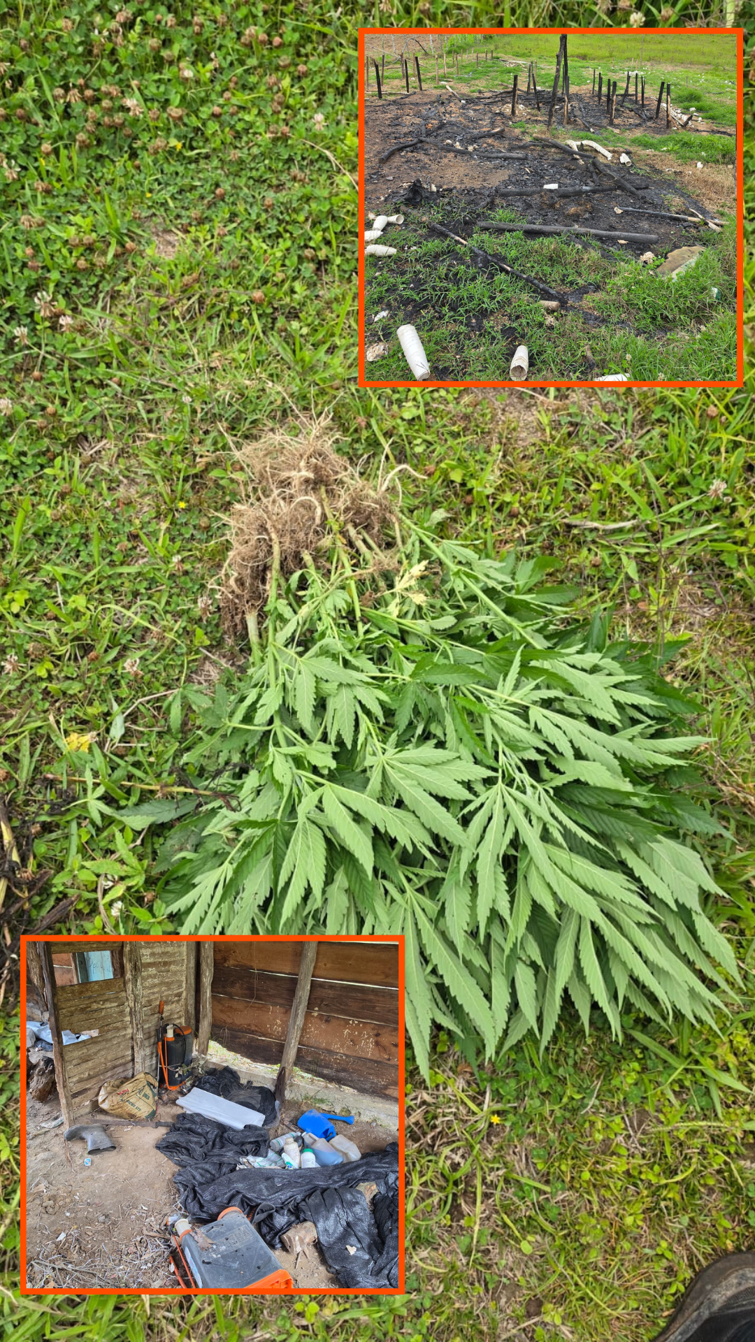 Descubren cultivo de plantas de marihuana en San José de Ocoa