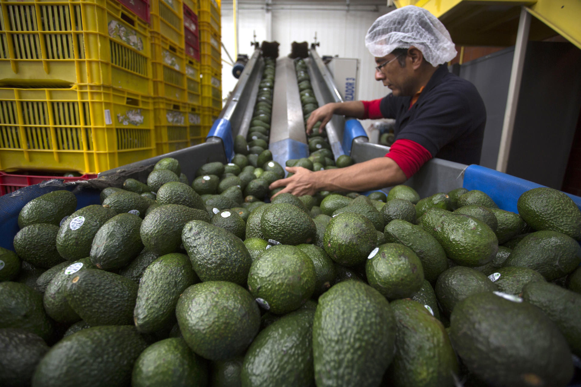Alerta de seguridad de EEUU afecta las exportaciones de aguacate desde estado mexicano