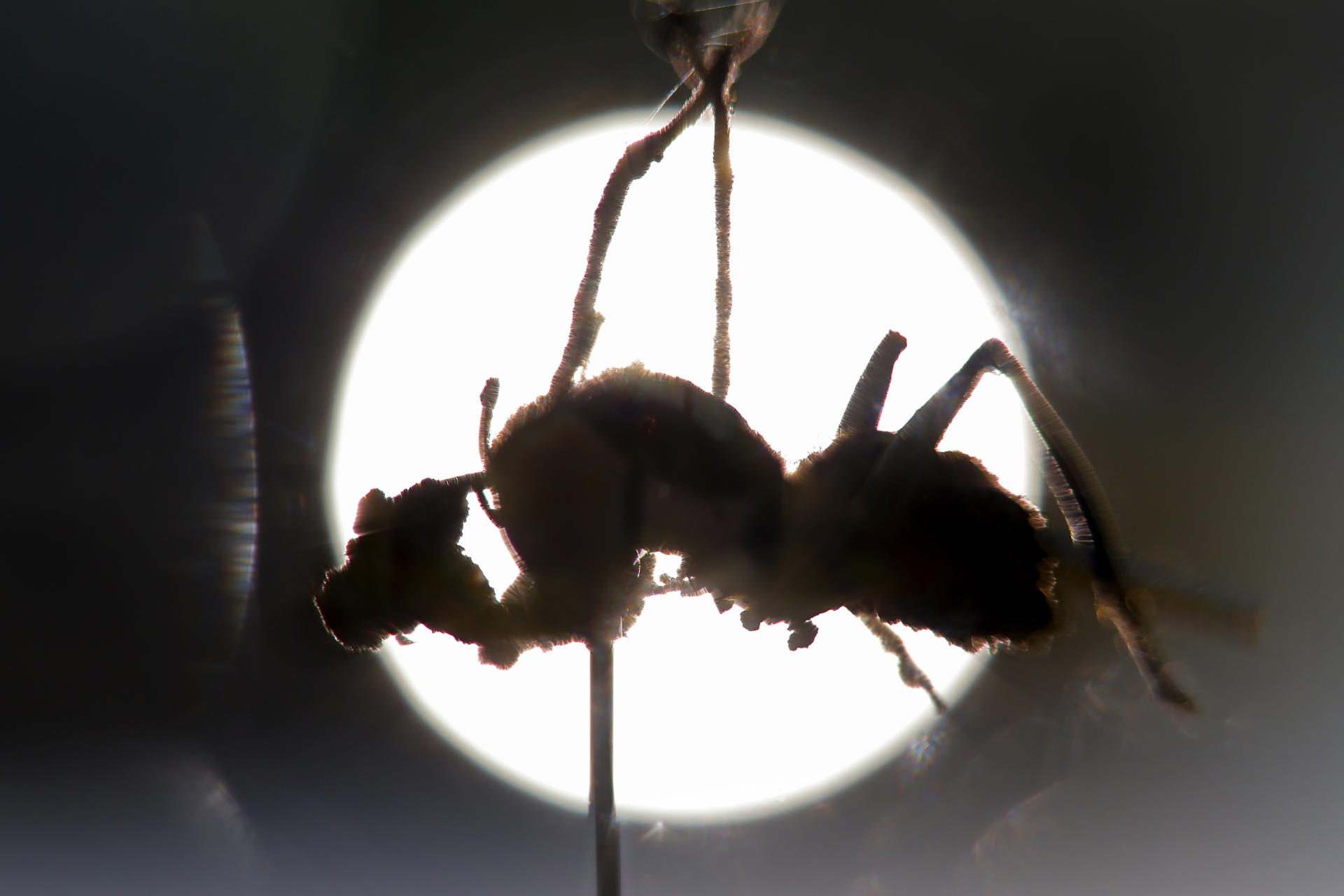 Descubren en México seis “hongos zombis”, uno bautizado en honor a Guillermo del Toro