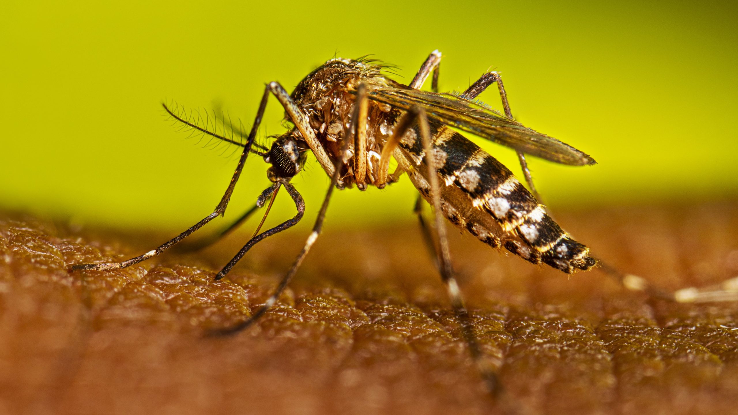 Dengue en RD: 213 casos confirmados en lo que va de 2026, según Salud Pública