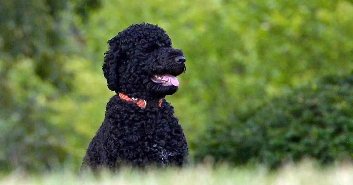 Obama anuncia la muerte de su perra Sunny, la mascota que acompañó 13 años a la familia
