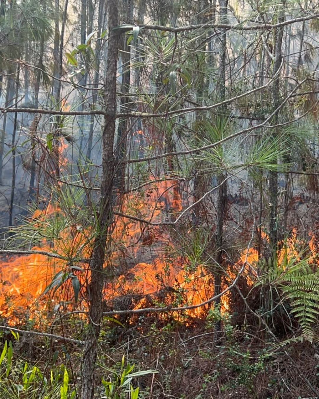 Más de 160 socorristas y unidades aéreas combaten incendio forestal en la Sierra de Bahoruco