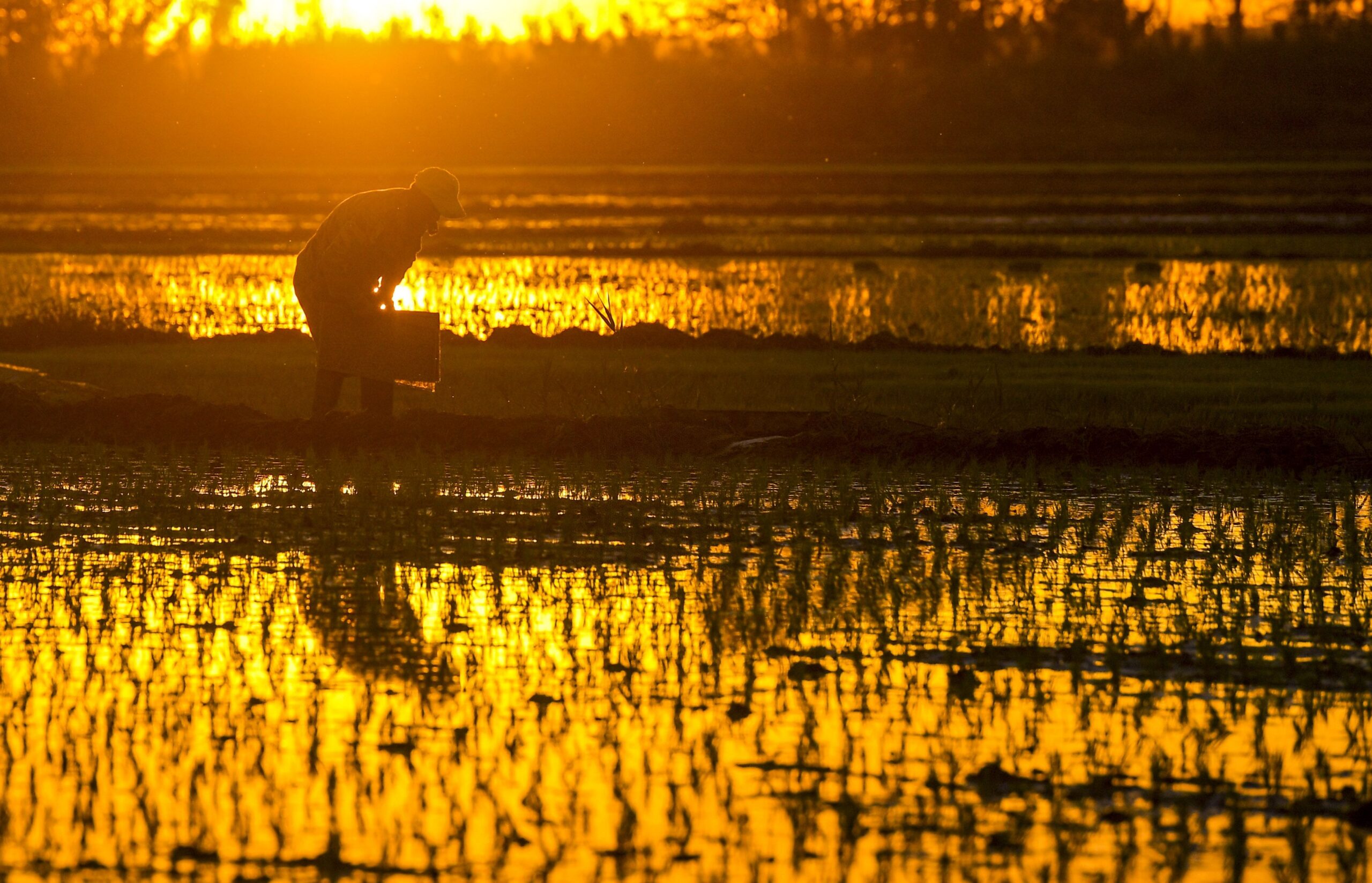 Las medidas del gobierno para proteger producción local de arroz