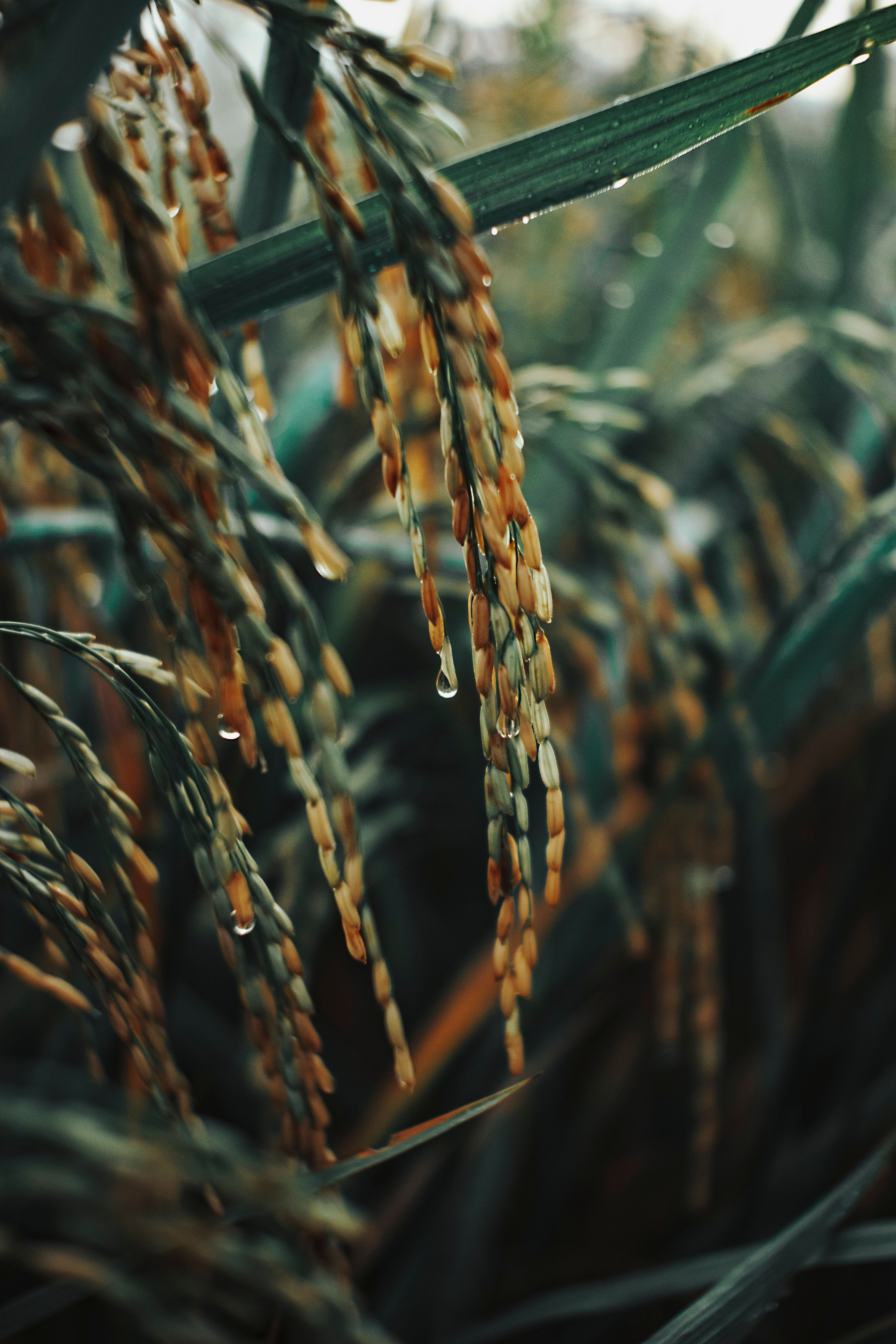 ¿Producción nacional de arroz amenazada tras derogación de decreto 693-24?